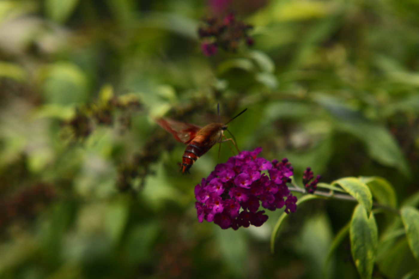 Hummingbird Moth